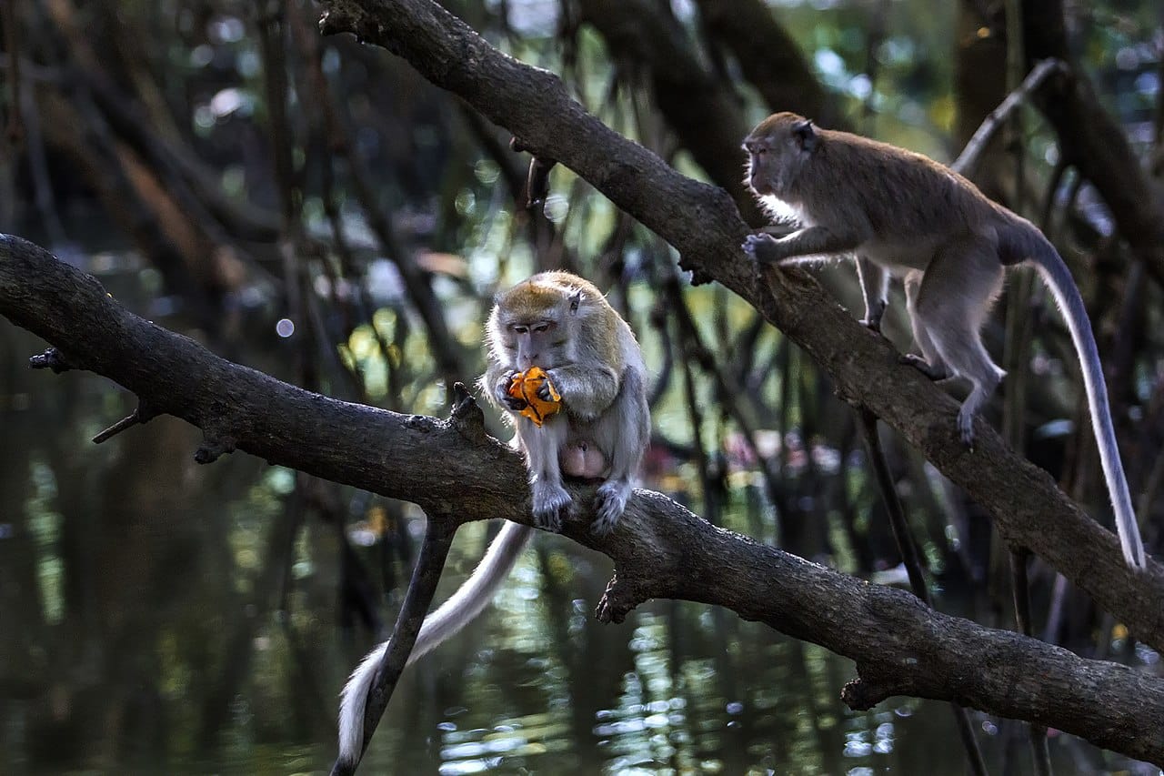 monkey