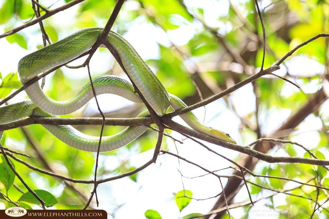 green snake